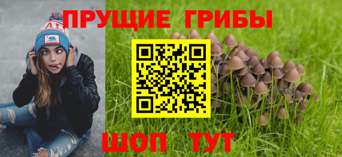 Кашира  Псилоцибиновые грибы Psilocybe  Вход с VPN 
